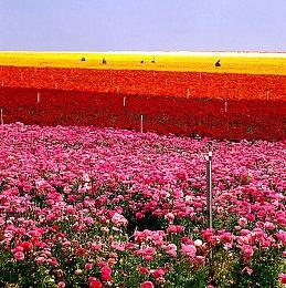 《塞伯利亚之谜：之前的世界》PC版延期至明年发售